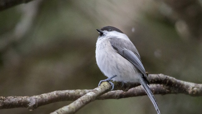 An image of a Willow Tit